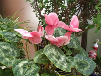 f0130894_22244447.jpg