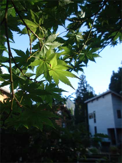 a0061599_7355023.jpg