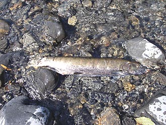 c0096000_4331424.jpg