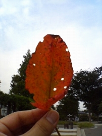 e0071923_1524080.jpg