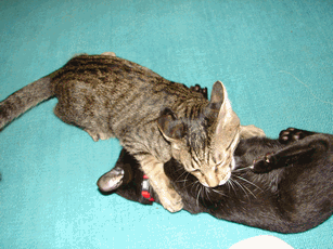 c0136736_22432210.gif