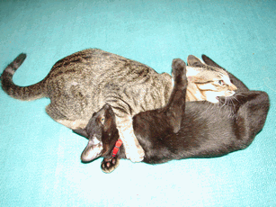 c0136736_2246416.gif