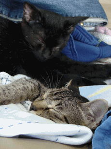 c0136736_2314424.gif