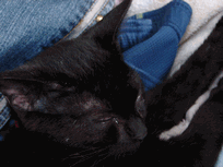 c0136736_2331450.gif