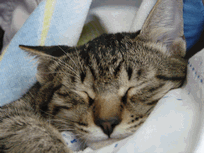c0136736_2351883.gif