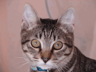 c0136736_9382100.gif