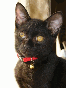 c0136736_9393673.gif