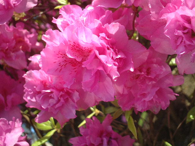 e0126042_12263651.jpg