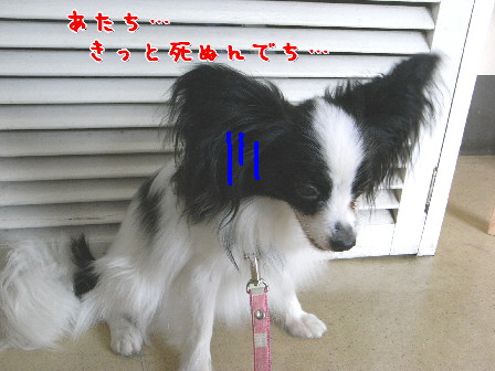 d0013149_1052213.jpg