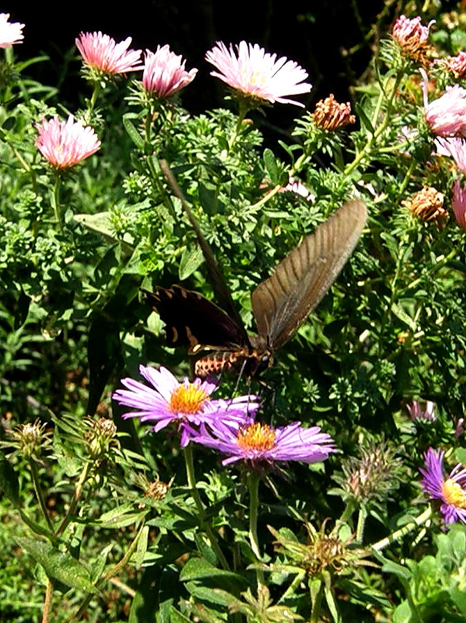 e0064158_14589.jpg