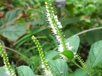 b0086427_12335746.jpg