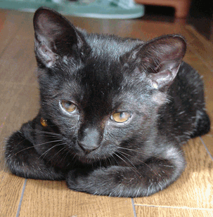 c0136736_11125929.gif