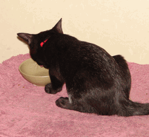c0136736_11204971.gif