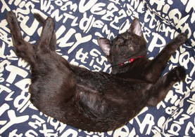 c0136736_1125984.gif