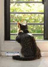 c0136736_11331615.gif