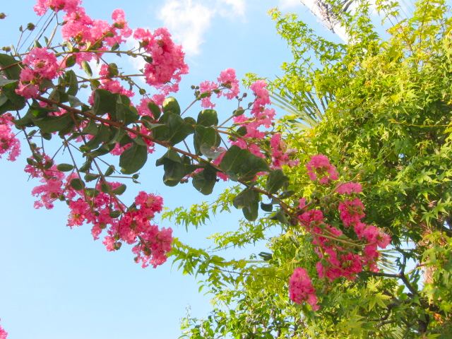 a0095337_22363322.jpg