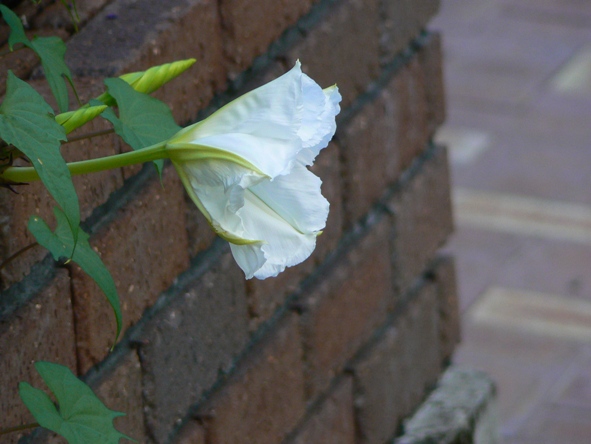 e0083238_2324084.jpg