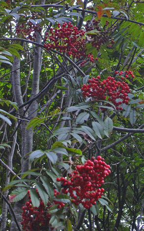 a0001354_2025375.jpg