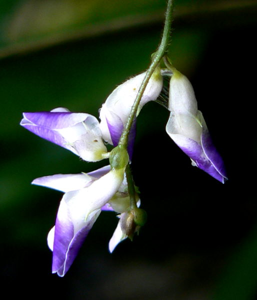 d0091754_18365465.jpg