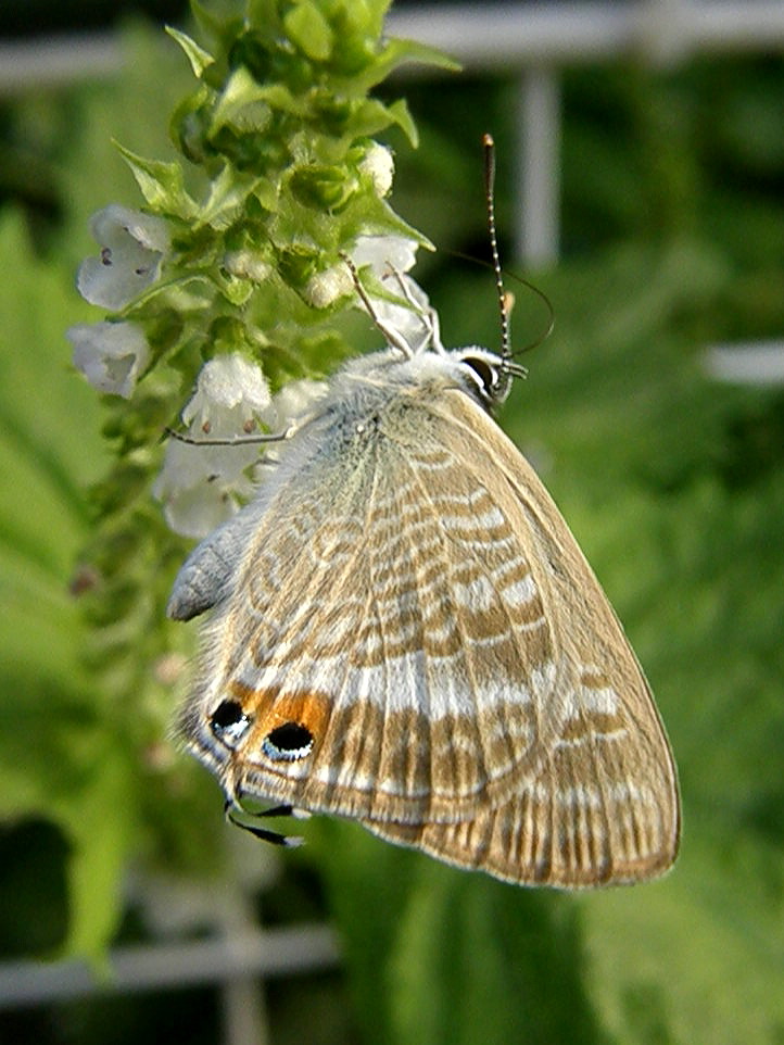 e0064158_22664.jpg
