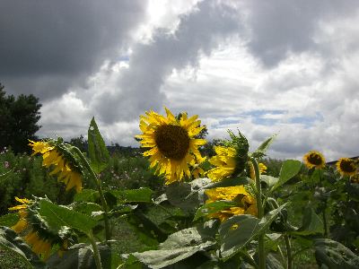 d0126580_15413696.jpg