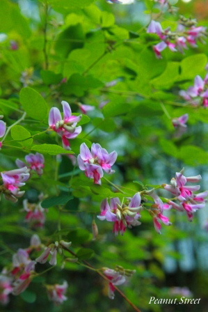 b0090883_21254768.jpg