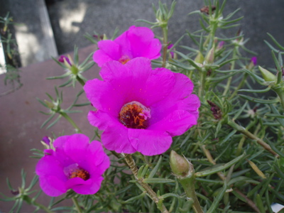 f0130894_1841243.jpg