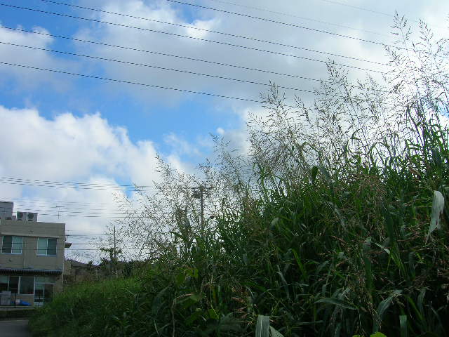 f0137694_1958391.jpg