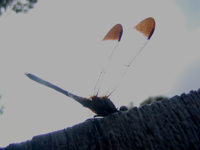 d0037110_2155565.jpg