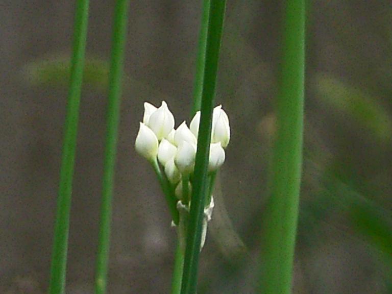 c0116216_451167.jpg