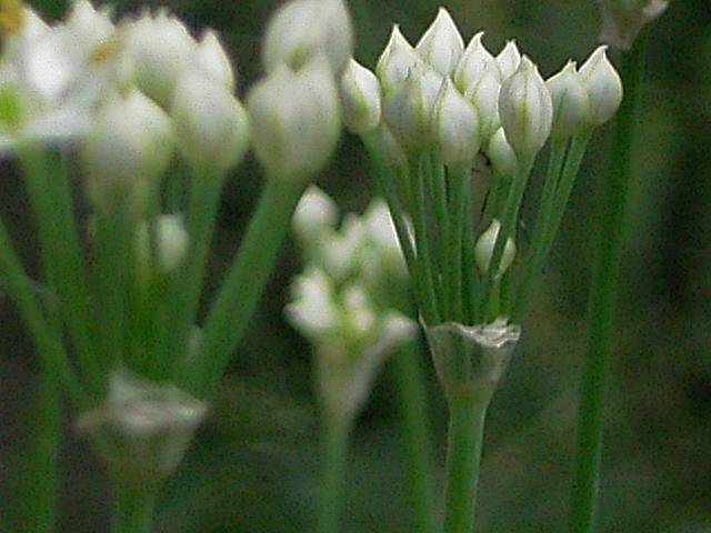 c0116216_522599.jpg