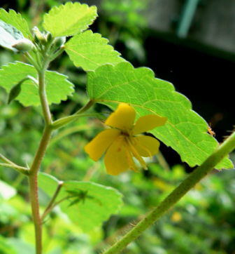 d0091754_425991.jpg