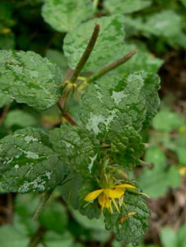 d0091754_431513.jpg