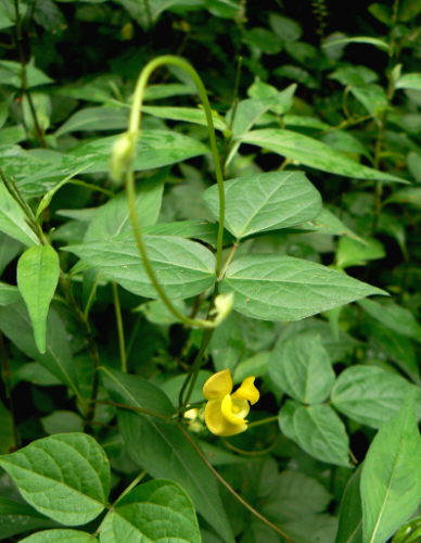 d0091754_493784.jpg