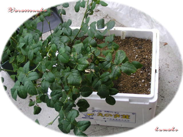 f0074659_21572676.jpg