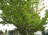 e0041168_14414152.jpg