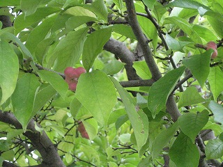 e0041168_144266.jpg