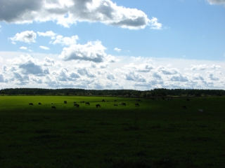 f0020302_20333273.jpg