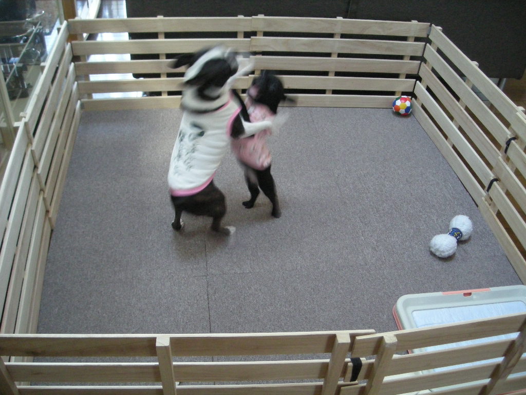 e0113915_1146511.jpg