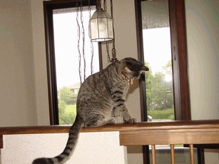 c0136736_21442325.gif