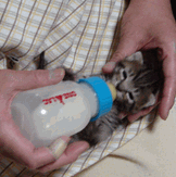 c0136736_21464896.gif