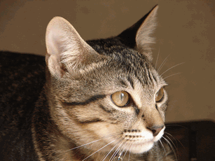c0136736_21491233.gif