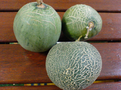 e0005548_2311101.jpg