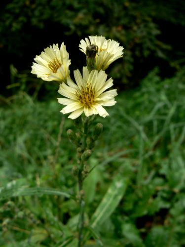 d0091754_259269.jpg