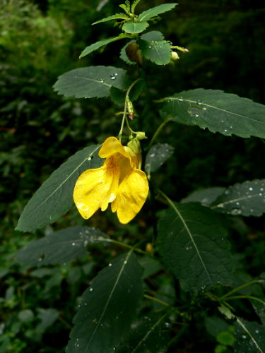 d0091754_382417.jpg