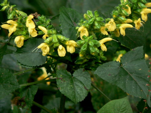 d0091754_4244280.jpg