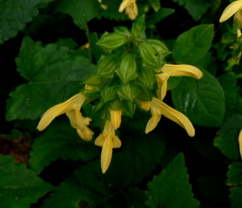 d0091754_4251779.jpg