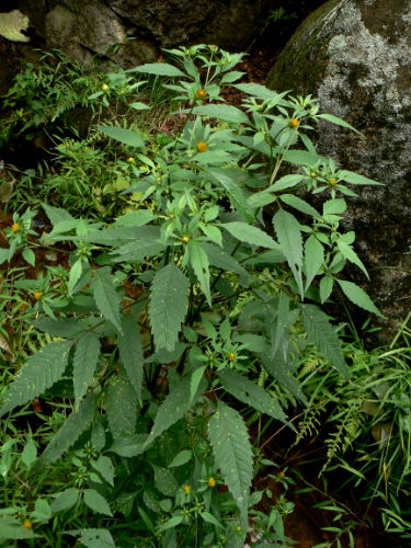 d0091754_504420.jpg