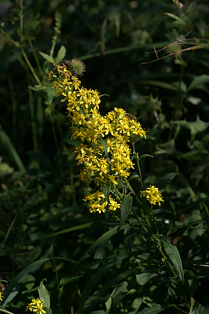 e0054067_855376.jpg