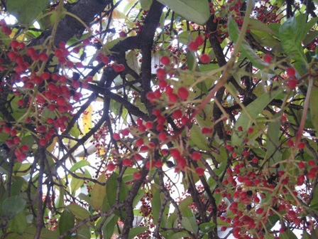 f0088569_13252925.jpg